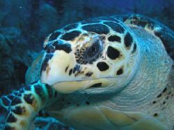 This grand ol' man of the sea allowed me to hang with him... by Anita Moos 